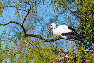 a stork stands in a tree  on a summer day with blue sky without clouds