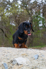 Young dachshund resting and chilling.