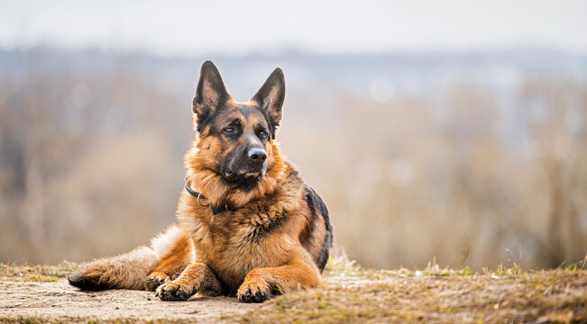 A portrait of german shepherd adult big dog lying on dry grass in nature in spring or autumn.