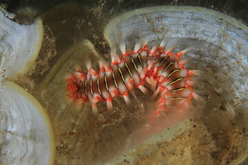 fireworm of intense colors of orange white and red tones in its natural habitat on the seabed surrounded by algae