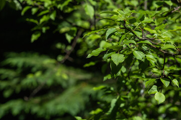 Fototapeta na wymiar European wild pear (Pyrus pyraster) green leaves