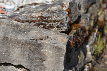 lizard on a grey wall