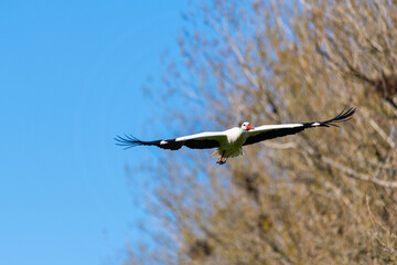 a stork flies through the air on a  summer day with blue sky without clouds