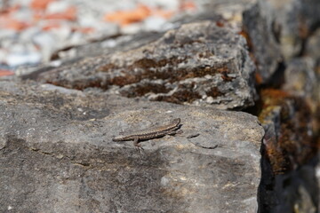 lizard on a grey wall