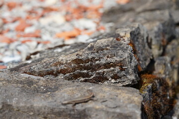 lizard on a grey wall