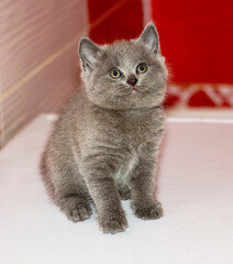 portrait of a small Scottish blue kitten