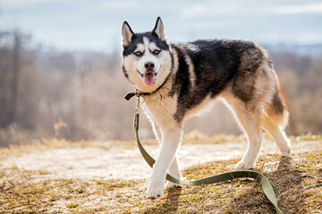 Obraz premium Portrait of a magnificent Siberian Husky standing in the background of a natural northern landscape.