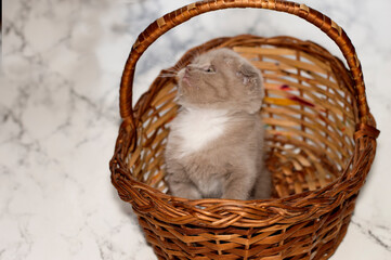 small lilac Scottish kitten in a wicker basket
