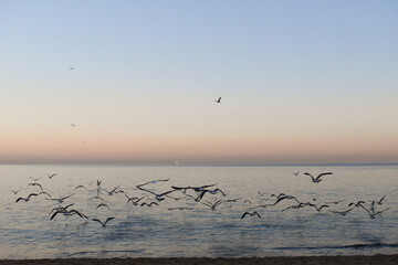 seagulls on the beach at sunset