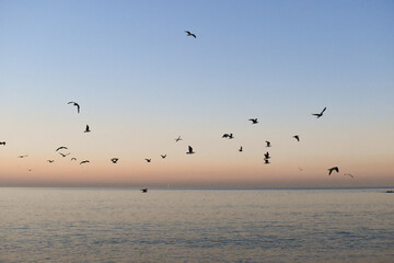 Naklejka na ściany i meble seagulls on the beach