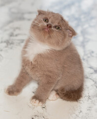 Scottish kitten sitting on a marble background