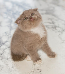 close-up Scottish lilac kitten sitting on a marble background