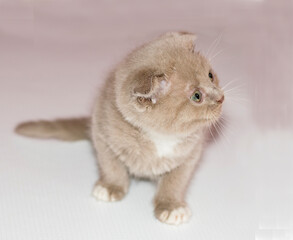  beautiful little Scottish kitten lavender lilac