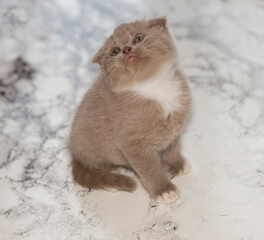 close-up beautiful Scottish-fold bicolor lavende kitten sitting on a marble background