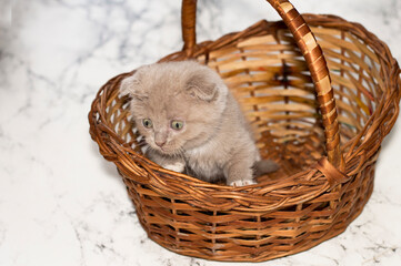 little Scottish kitten looking out of a wicker basket