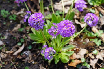 lila blume