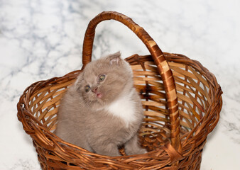 beautiful Scottish-fold kitten sitting in a wicker basket