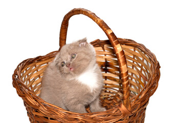 isolated image beautiful Scottish-fold kitten sitting in a wicker basket