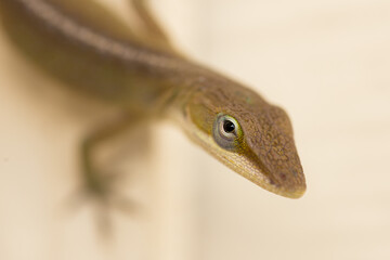 Anole Lizard