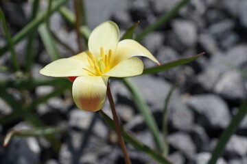 a yellow flower that is not yet open