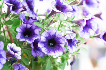 Petunia flower. Purple petunia flower blooming during springtime. Selective focus 