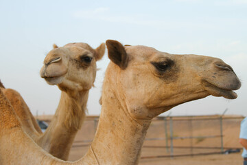 Camels in Dubai