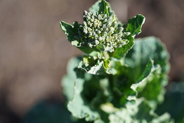 The cabbage inflorescence, which appears in the plant's second year of growth, features white or yellow flowers, each with four perpendicularly arranged petals.