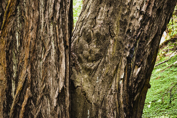 California Red Wood forest Muir Woods National Park
