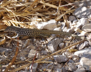 Lizard on rocks in the desert