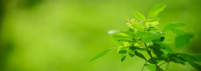 Closeup of beautiful nature view green leaf on blurred greenery background in garden with copy space using as background cover page concept.