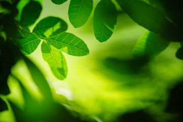 Beautiful nature view green leaf on blurred greenery background under sunlight with bokeh and shadow and copy space using as background natural plants landscape, ecology wallpaper concept.