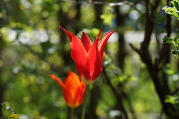 red flower in the garden