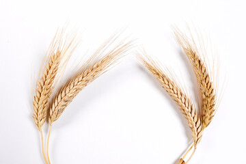 wheat isolated on the white