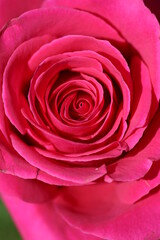 pink rose close up