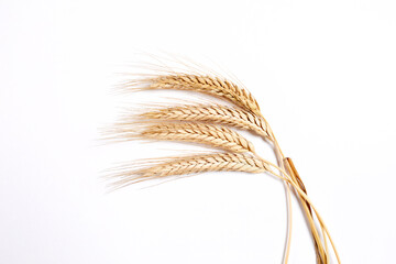 wheat isolated on the white