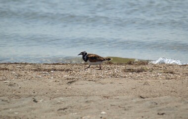 Seagull on the Beach