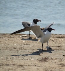 Seagull on the Beach