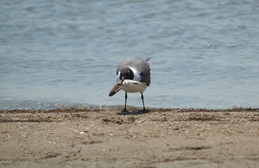 Seagull on the Beach