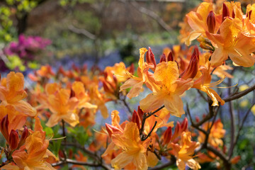 Orange colour Japanese azalea flowers outside the walled garden at Eastcote House Gardens, with wild and other flowers in the background. Eastcote, London, UK. 