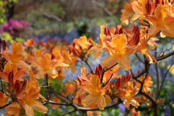 Fototapeta na wymiar Orange colour Japanese azalea flowers outside the walled garden at Eastcote House Gardens, with wild and other flowers in the background. Eastcote, London, UK. 