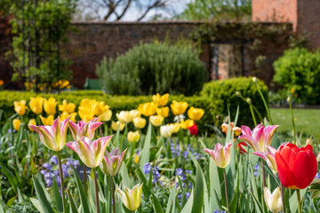 Colourful tulips amidst other spring flowers at Eastcote House Gardens, historic walled garden maintained by a community of volunteers in the London Borough of Hillingdon. 