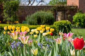 Colourful tulips amidst other spring flowers at Eastcote House Gardens, historic walled garden...