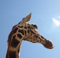Giraffe Portrait