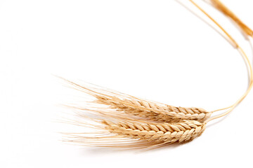 wheat isolated on the white