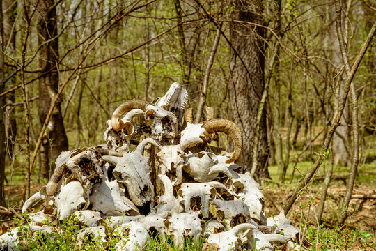 a bunch of animal skulls in the woods