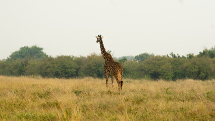Fototapeta premium rear of young giraffe walking alone in masai mara
