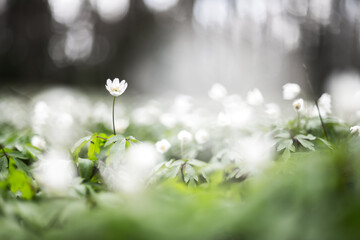 White wood anemone flowers in spring forest closeup. Forest meadow covered by Primerose (Nemorosa)...
