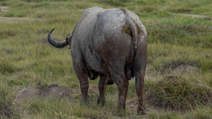 Obraz premium back buffalo grazing in the african savannah