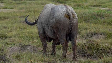 back buffalo grazing in the african savannah
