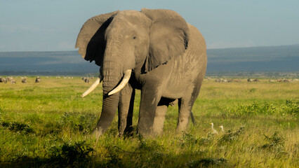 Fototapeta na wymiar height perspective of african elephant with wildebeest behind